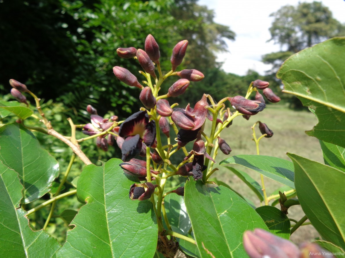 Pericopsis mooniana Thwaites